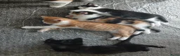 Mixed Breed cats for sale: 4 beautiful kittens ready for new homes  - Advert 7