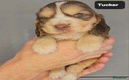 Cocker Spaniel dogs for sale: Exceptional Pedigree Kc Champion Show Cockers - Image 11