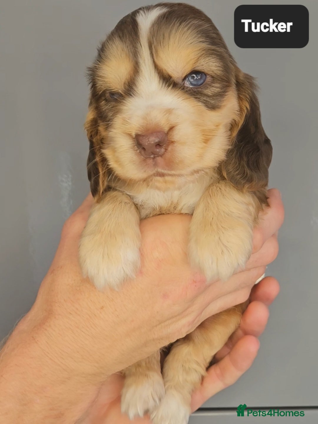 Cocker Spaniel dogs for sale: Exceptional Pedigree Kc Champion Show Cockers - Image 11