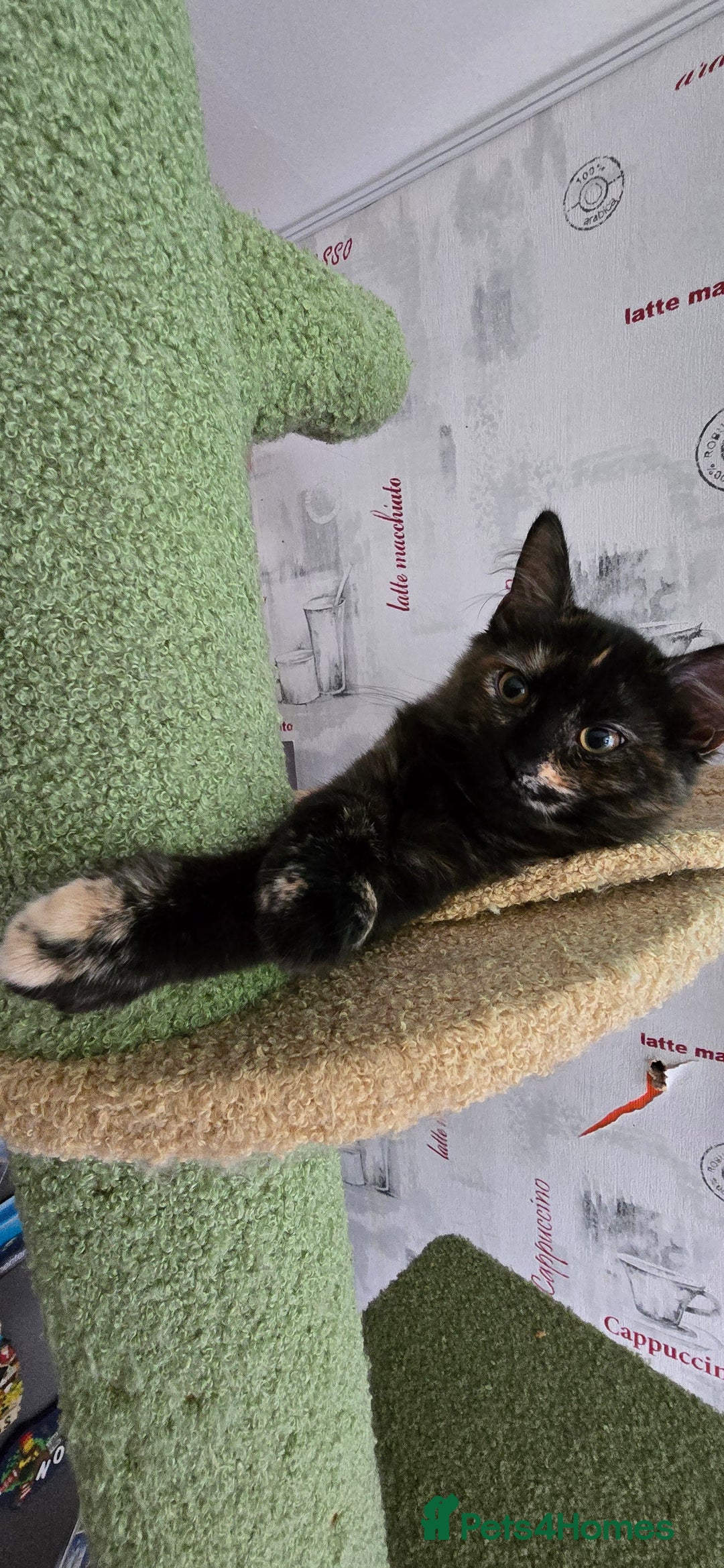Maine Coon cats for sale: Amazing tortie Mainecoons - Image 20