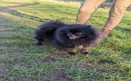 Pomeranian dogs for sale: Pom puppys with Kc reg , pedigree for sale - Image 2