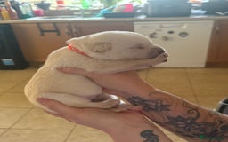 Mixed Breed dogs for sale: Huskador - Image 21