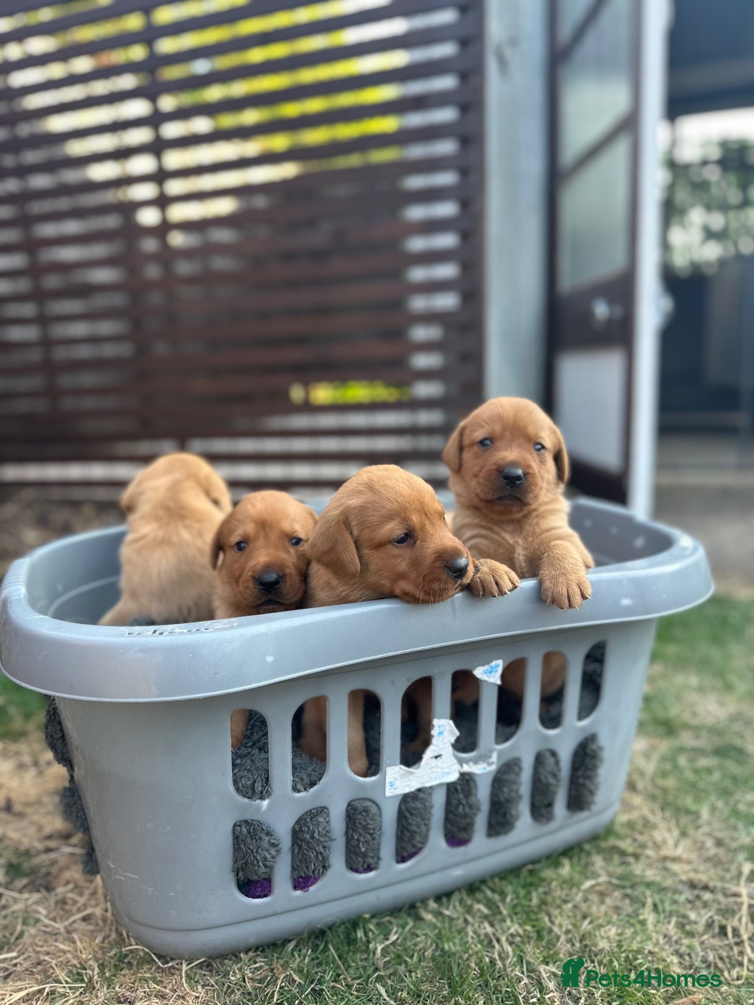 Labrador Retriever dogs Beautiful KC litter of Labrador’s  - Advert 5