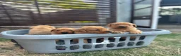 Labrador Retriever dogs for sale: Beautiful KC litter of Labrador’s  in Poole - Advert 4