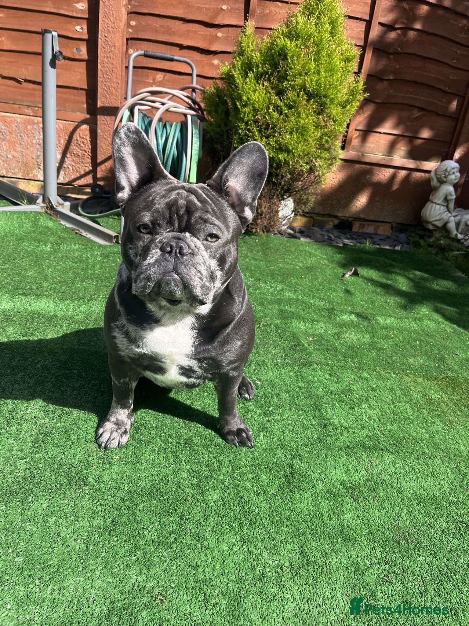 French Bulldog dogs Mr Zeus - Advert 3