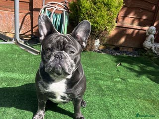 French Bulldog dogs Mr Zeus - Advert 3