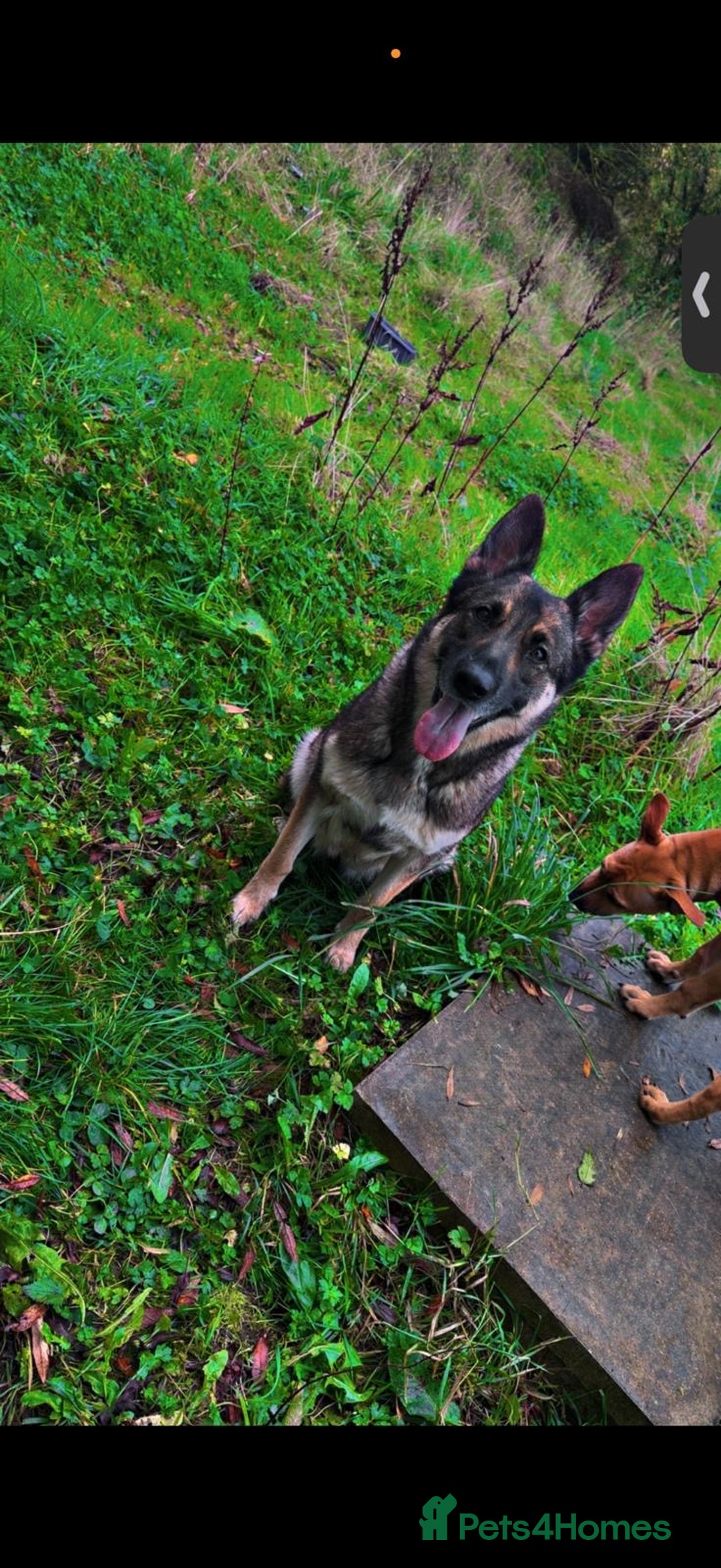 Mixed Breed dogs for sale: German shepherd X Border Collie  - Advert 1