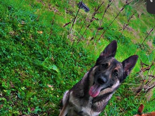 Mixed Breed dogs German shepherd X Border Collie - Advert 1