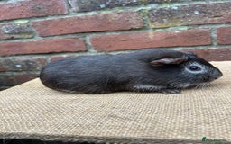 Guinea Pig rodents for sale: Two handsome boars  - Advert 5