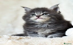 Maine Coon cats for sale: ✨BLUE FEMALE KING-SIZE MAINE COON CUB✨ - Image 10