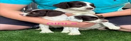 English Springer Spaniel dogs for sale: Cheeky Springer Spaniel Pups  in Wrexham - Advert 11
