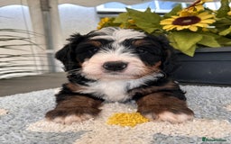 Bernedoodle dogs for sale: Curtabemdoodles Bernedoodles  - Image 1