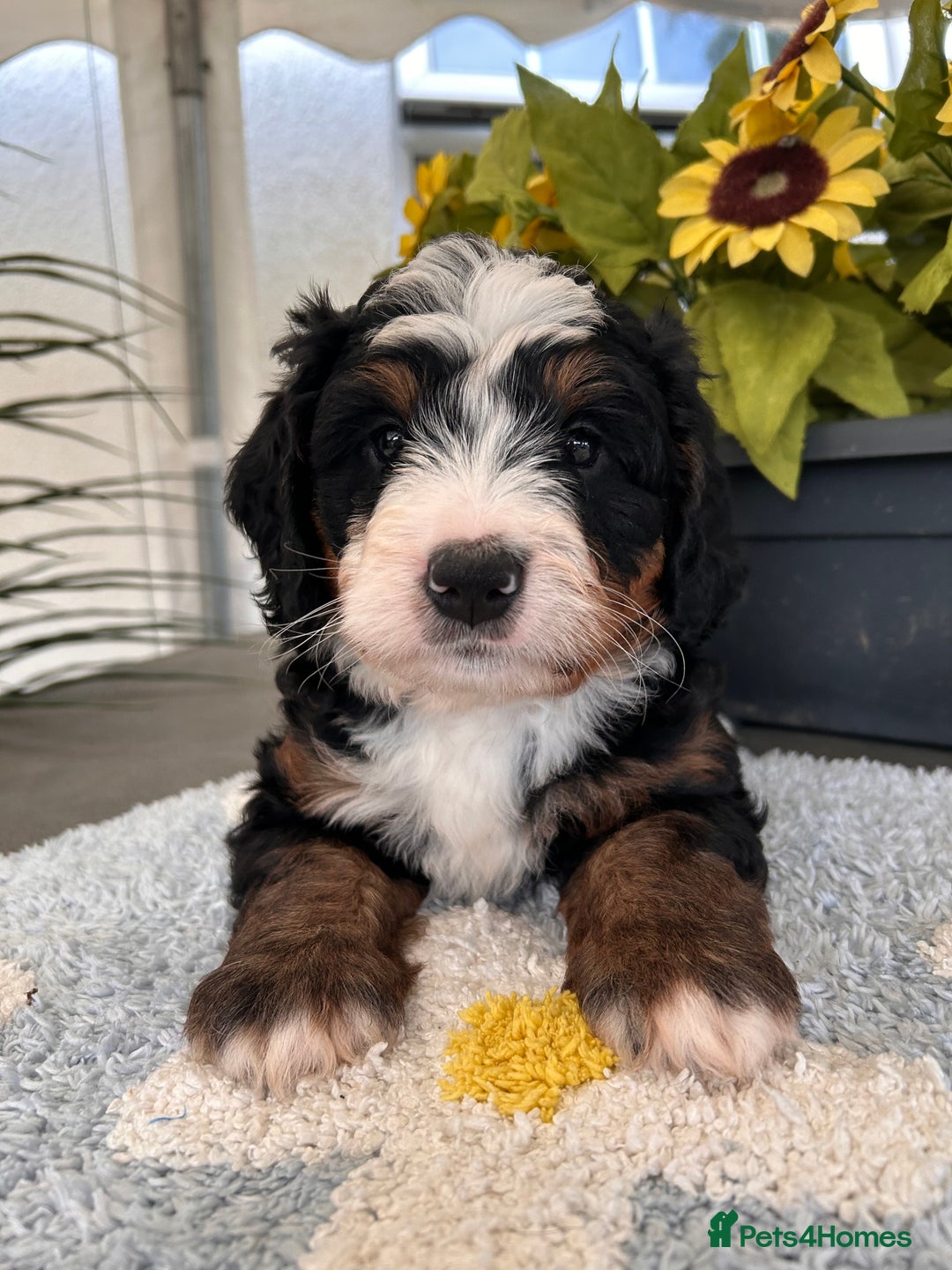 Bernedoodle dogs for sale: Curtabemdoodles Bernedoodles  - Image 1