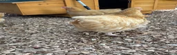 Chickens poultry for sale: Buff Orpington cockerel  in Darlington - Advert 5