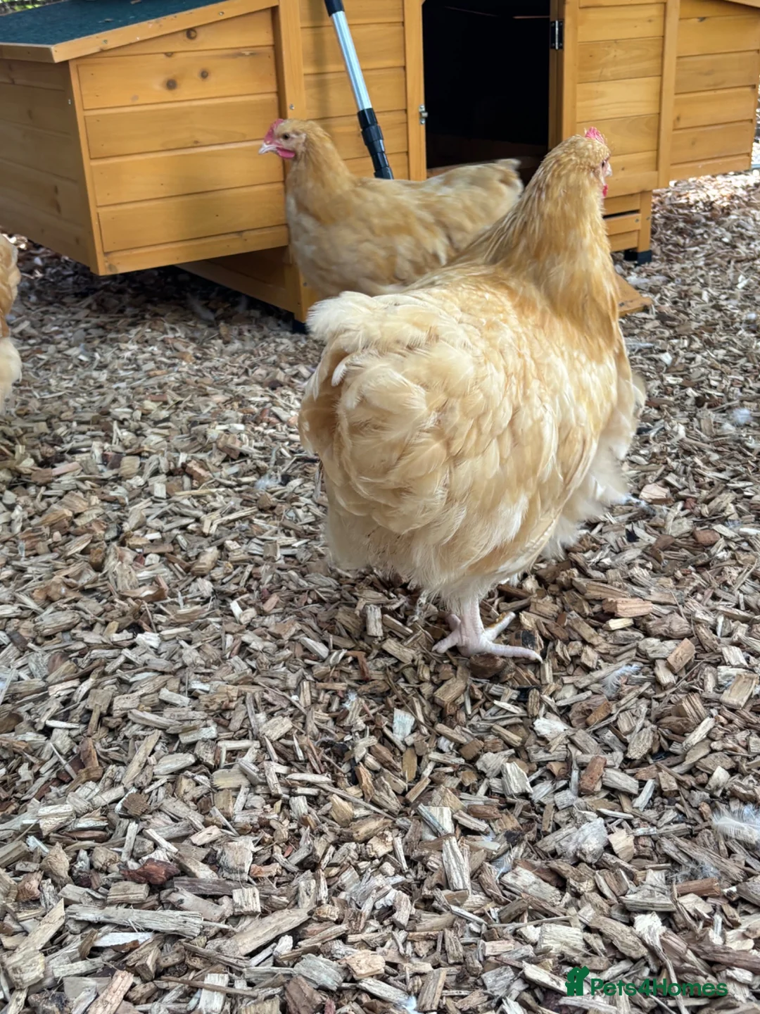 Chickens poultry for sale: Buff Orpington cockerel  in Darlington - Advert 5