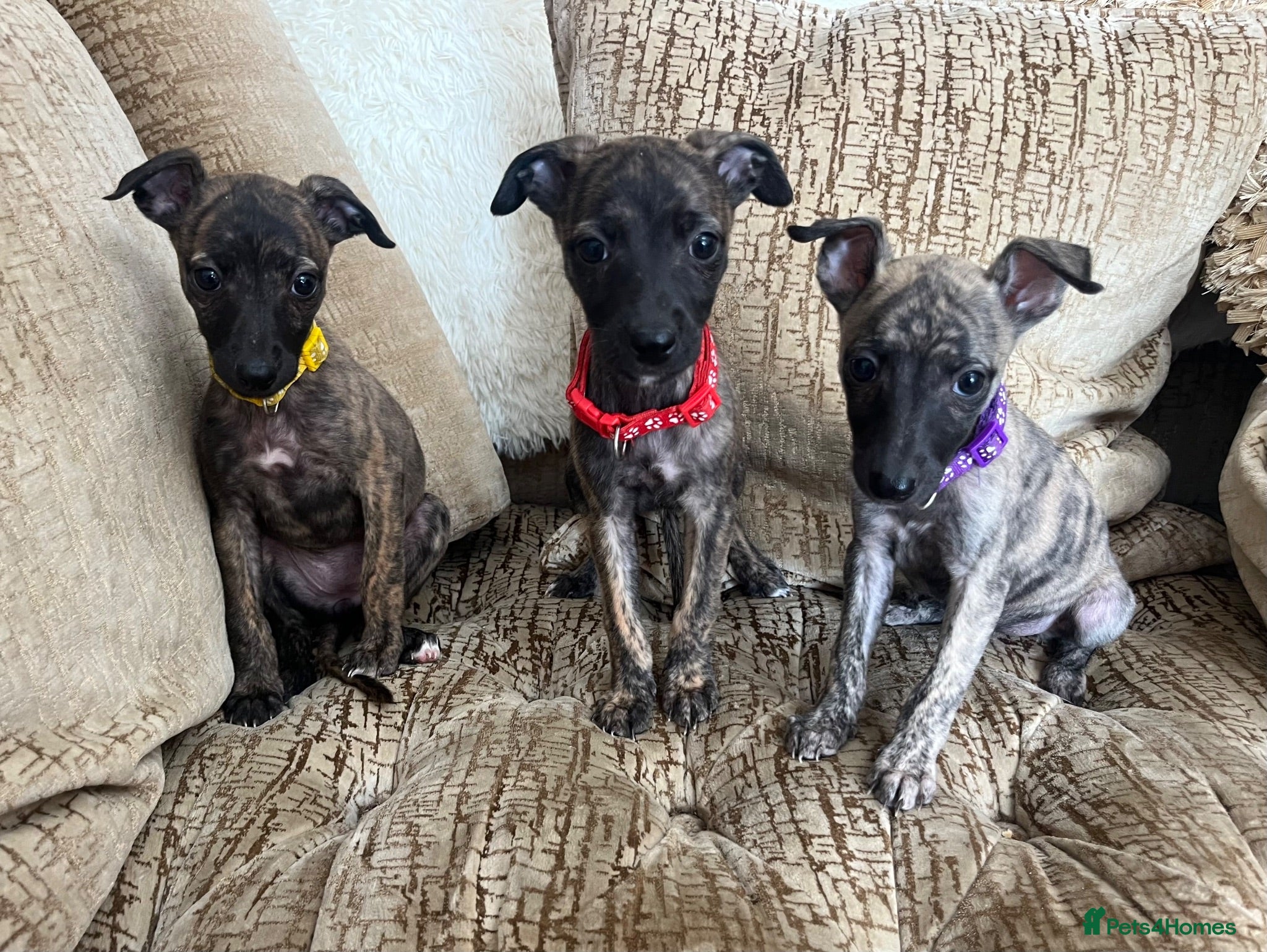 Whippet dogs 3 whippet girls left!  - Advert 4