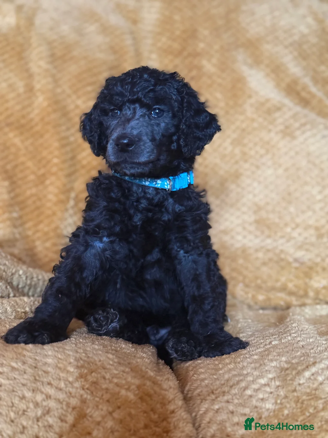 Standard Poodle dogs for sale: Silver & blue KC registered Standard Poodle Boys - Advert 10