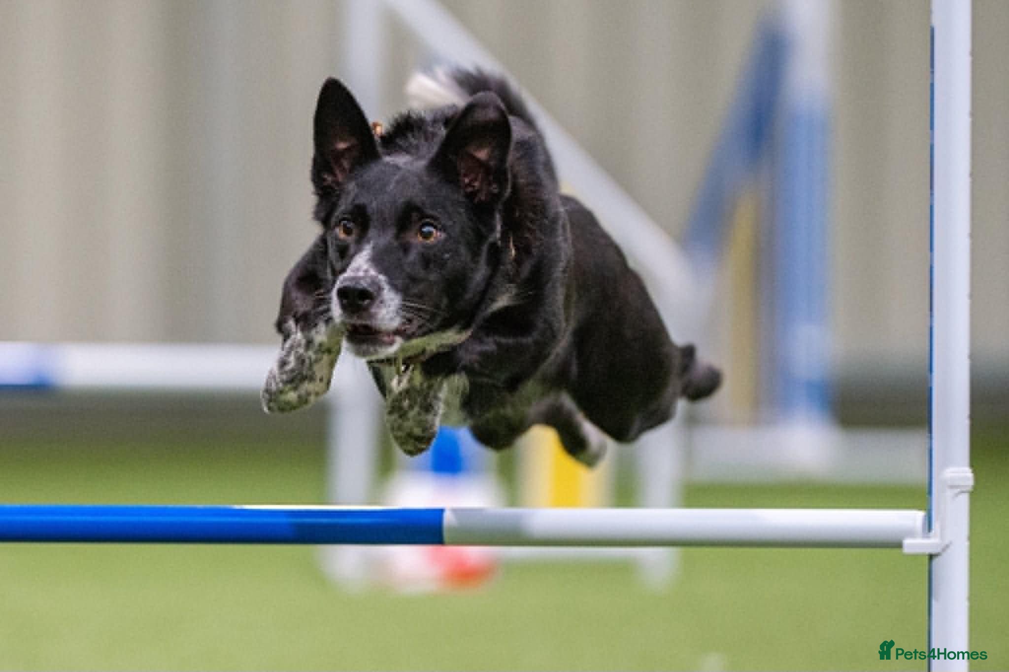 Border Collie dogs Fully Health Tested Border Collie Puppy For Sale - Advert 1