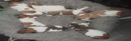 Jack Russell dogs for sale: Jack russell puppies - Advert 9