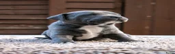 Staffordshire Bull Terrier dogs for sale: Amazing Staffordshire bull terrier litter!  in Welwyn Garden City - Advert 26