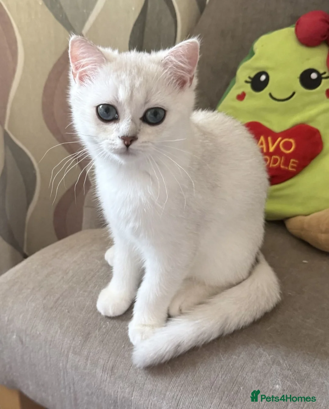 British Shorthair cats for sale: GCCF British Shorthair Silver/Black Tipped Kitten - Advert 2