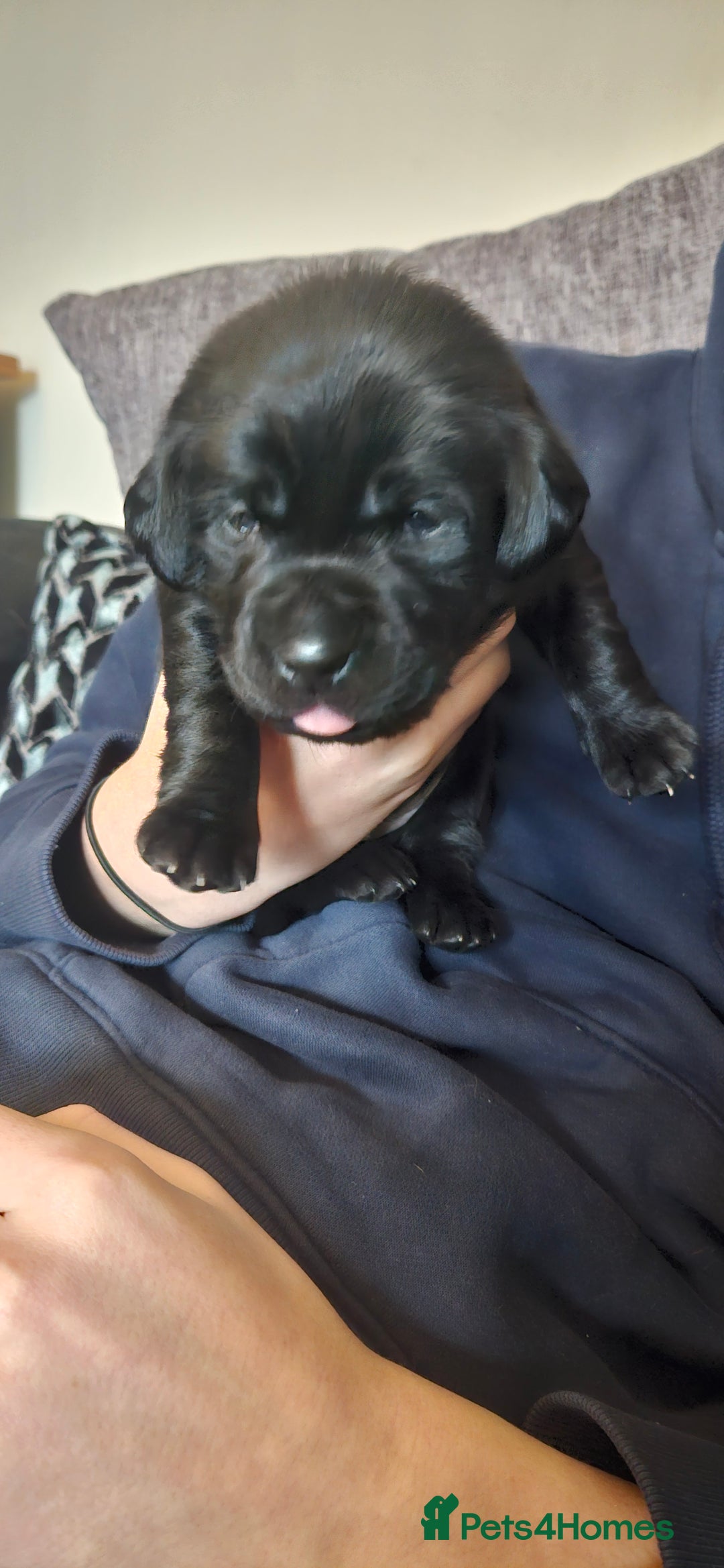 Labrador Retriever dogs for sale: Black labrador puppies - Advert 7