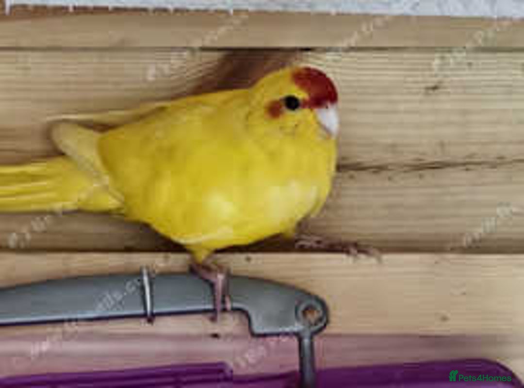 Parakeets birds for sale: Kakarikis for sale Mixed Colourings - Image 5