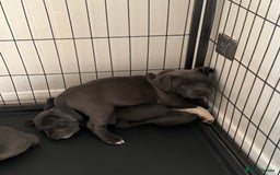 Staffordshire Bull Terrier dogs for sale: Kc registered blue Staffordshire puppies  - Image 10
