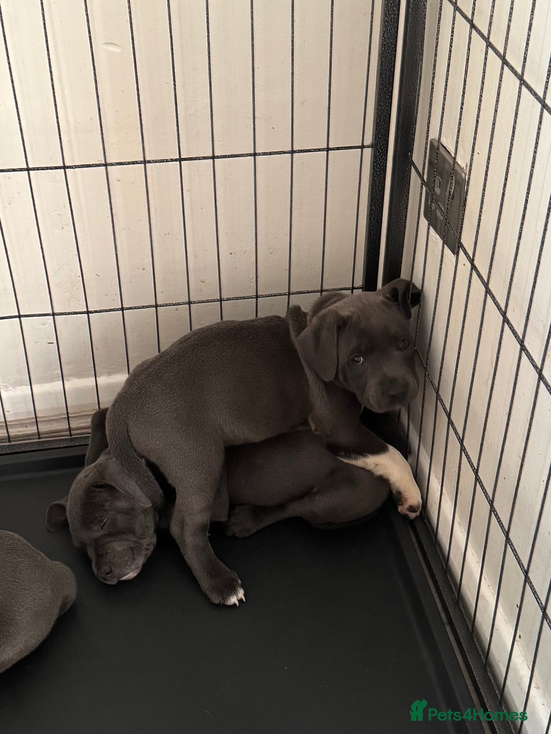 Staffordshire Bull Terrier dogs for sale: Kc registered blue Staffordshire puppies  - Image 10