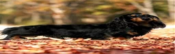 Miniature Dachshund dogs for sale: Only one beautiful dappled female left  - Advert 29