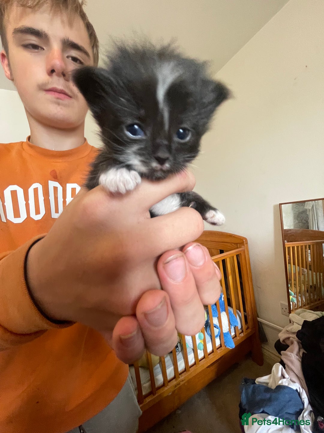 Mixed Breed cats for sale: Ragdoll x Maine coon kittens - Image 6
