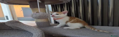 Kitten boy with pink collar 
