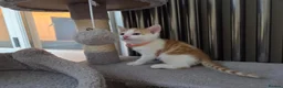 Mixed Breed cats for sale: 5 Adorable Kittens Looking for Loving Homes - Advert 3