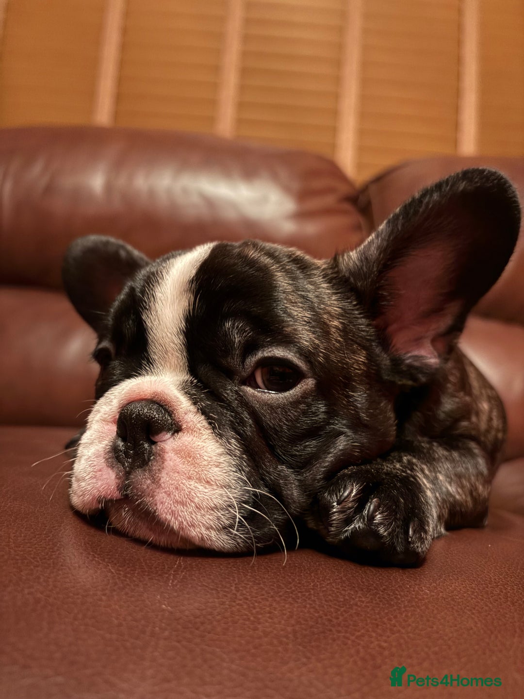 French Bulldog dogs for sale: Beautiful Blue-Eyed French-Bulldog Puppies  - Advert 5