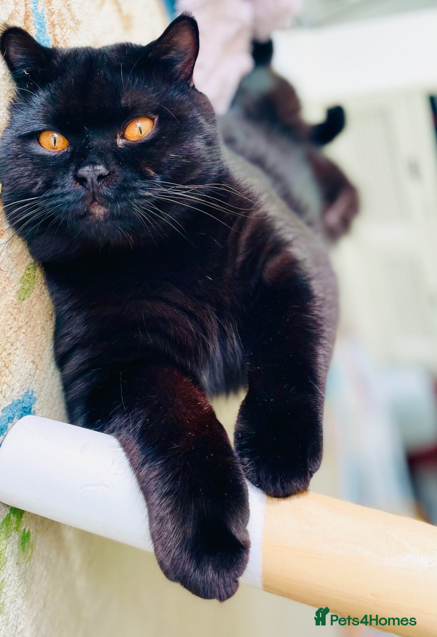 British Shorthair cats Pedigree British Shorthair Stud – GCCF Registered - Advert 1