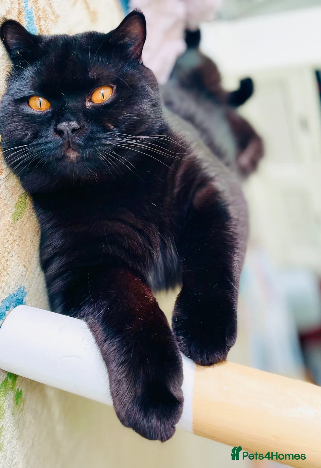 British Shorthair cats for stud: Pedigree British Shorthair Stud – GCCF Registered in Reading - Advert 1