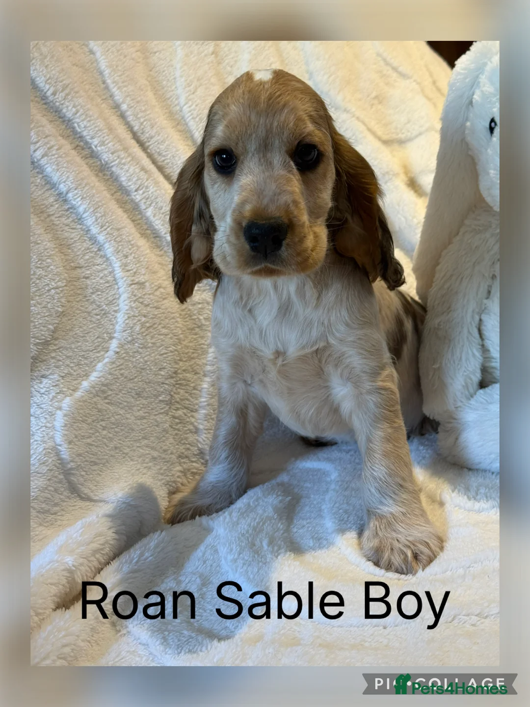 Cocker Spaniel dogs for sale: Stunning KC Show Cocker Spaniels - Advert 1