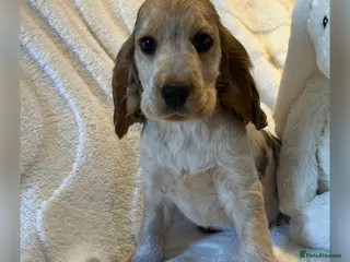 Cocker Spaniel dogs Stunning KC Show Cocker Spaniels - Advert 18