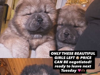 Chow Chow dogs Stunning chows ready next week - Advert 5