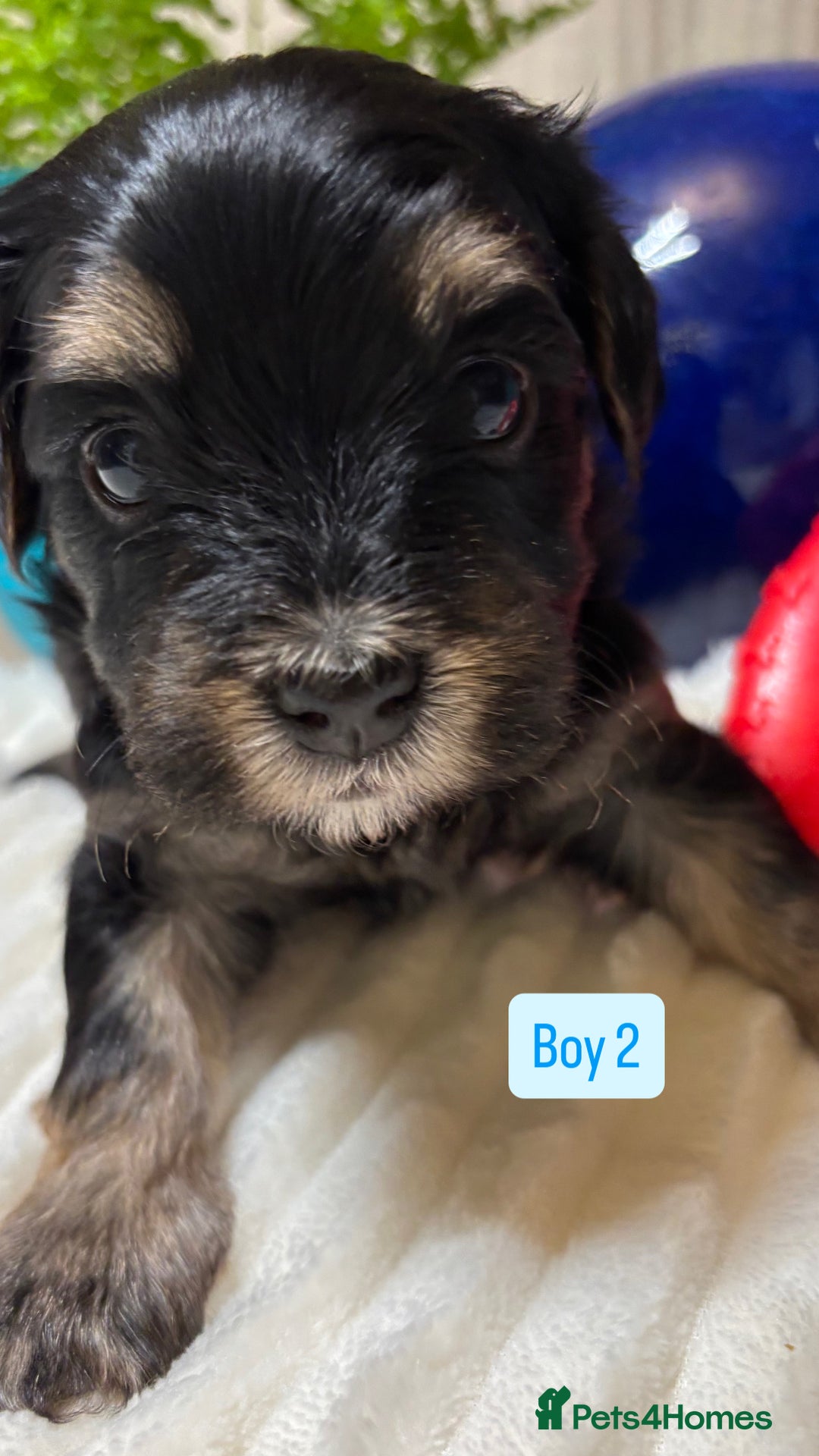 Havanese dogs for sale: 9 Beautiful Havanese Pedigree Puppies  - Advert 8