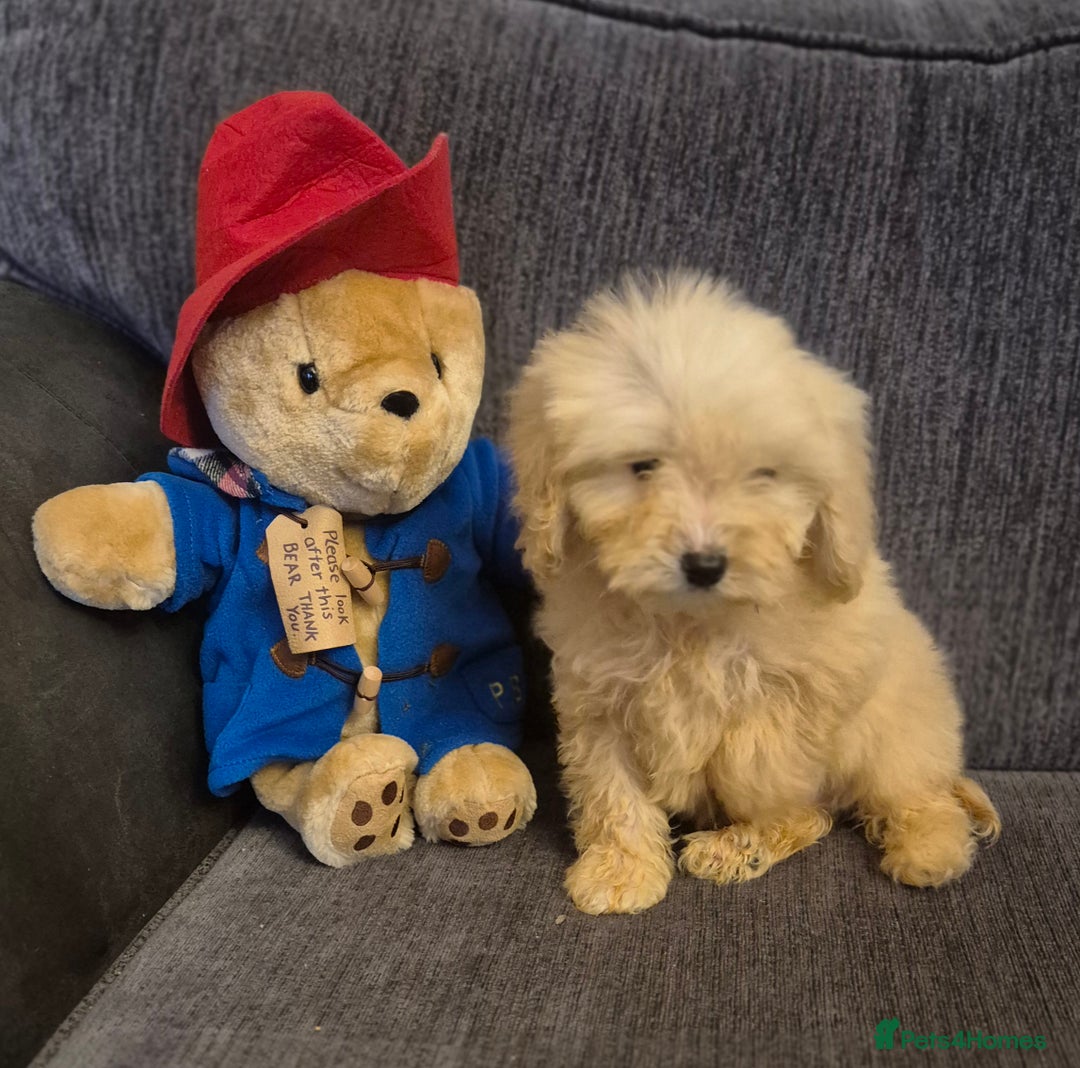 Cockapoo dogs for sale: Stunning F1 Cockapoo Puppies  - Advert 12