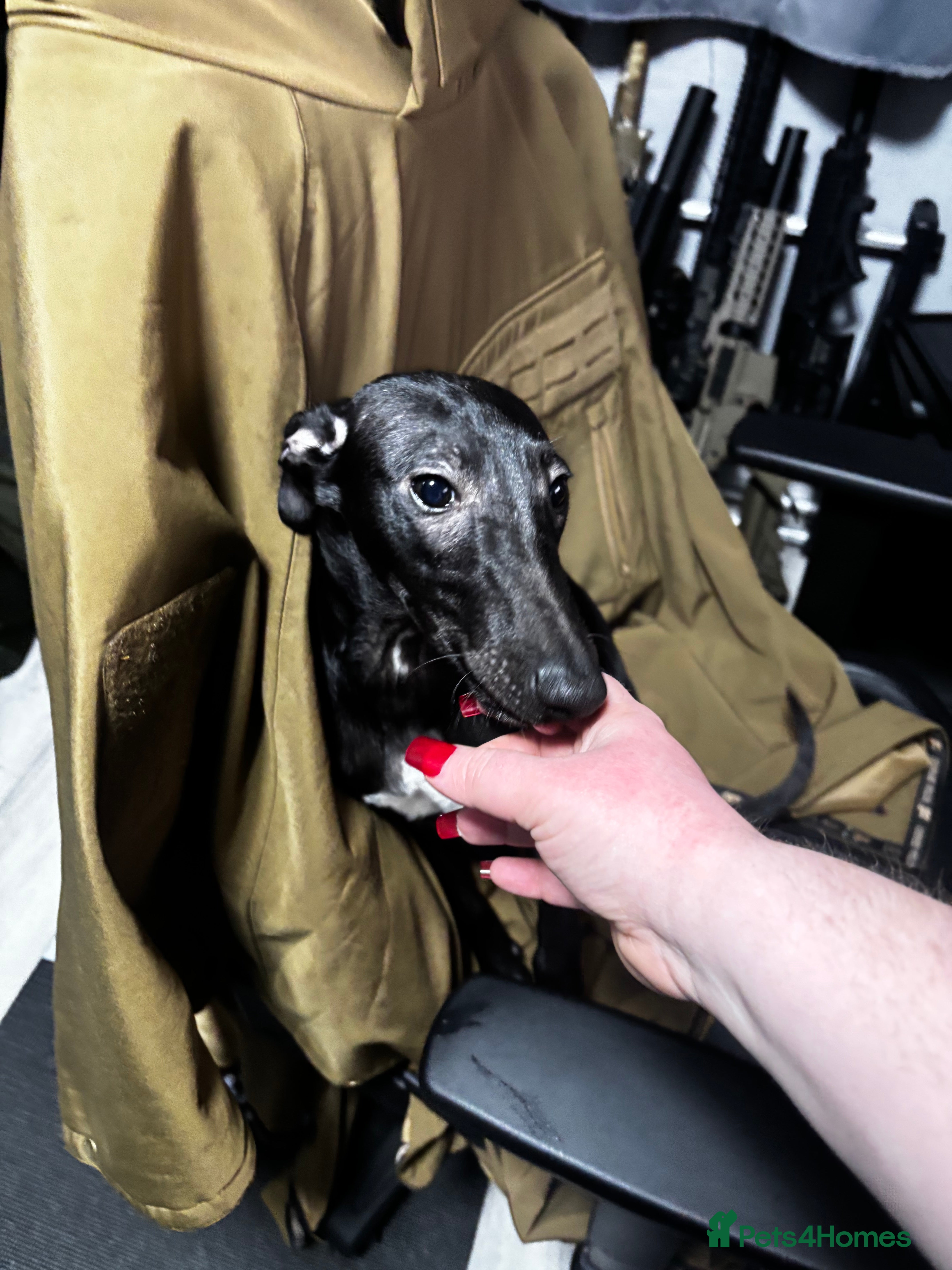 Whippet dogs KC registered whippet puppy  - Advert 13