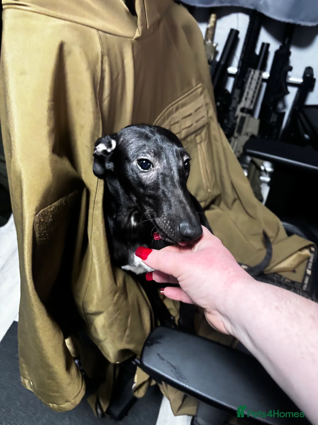 Whippet dogs for sale: KC registered whippet puppy  - Advert 1