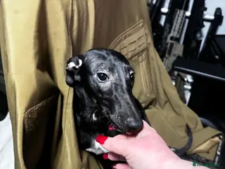 Whippet dogs KC registered whippet puppy - Advert 14