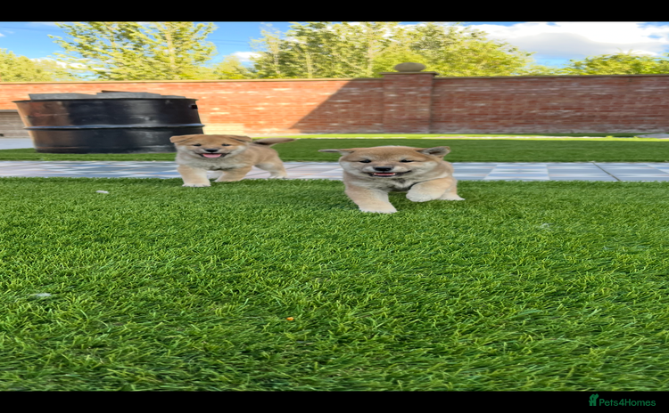 Japanese Shiba Inu dogs - Advert 2