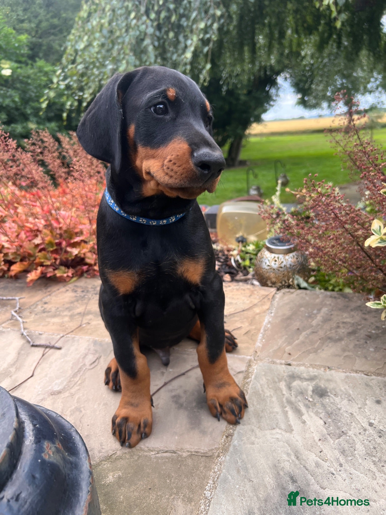 Dobermann dogs READY NOW Outstanding Quality Dobermann puppies - Advert 1