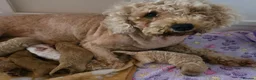 Mixed Breed dogs for sale: Stunning Cavapoochon puppies - Advert 3