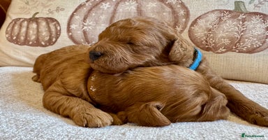 Cavapoo dogs - Advert 4