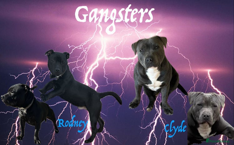Staffordshire Bull Terrier dogs - Advert 4