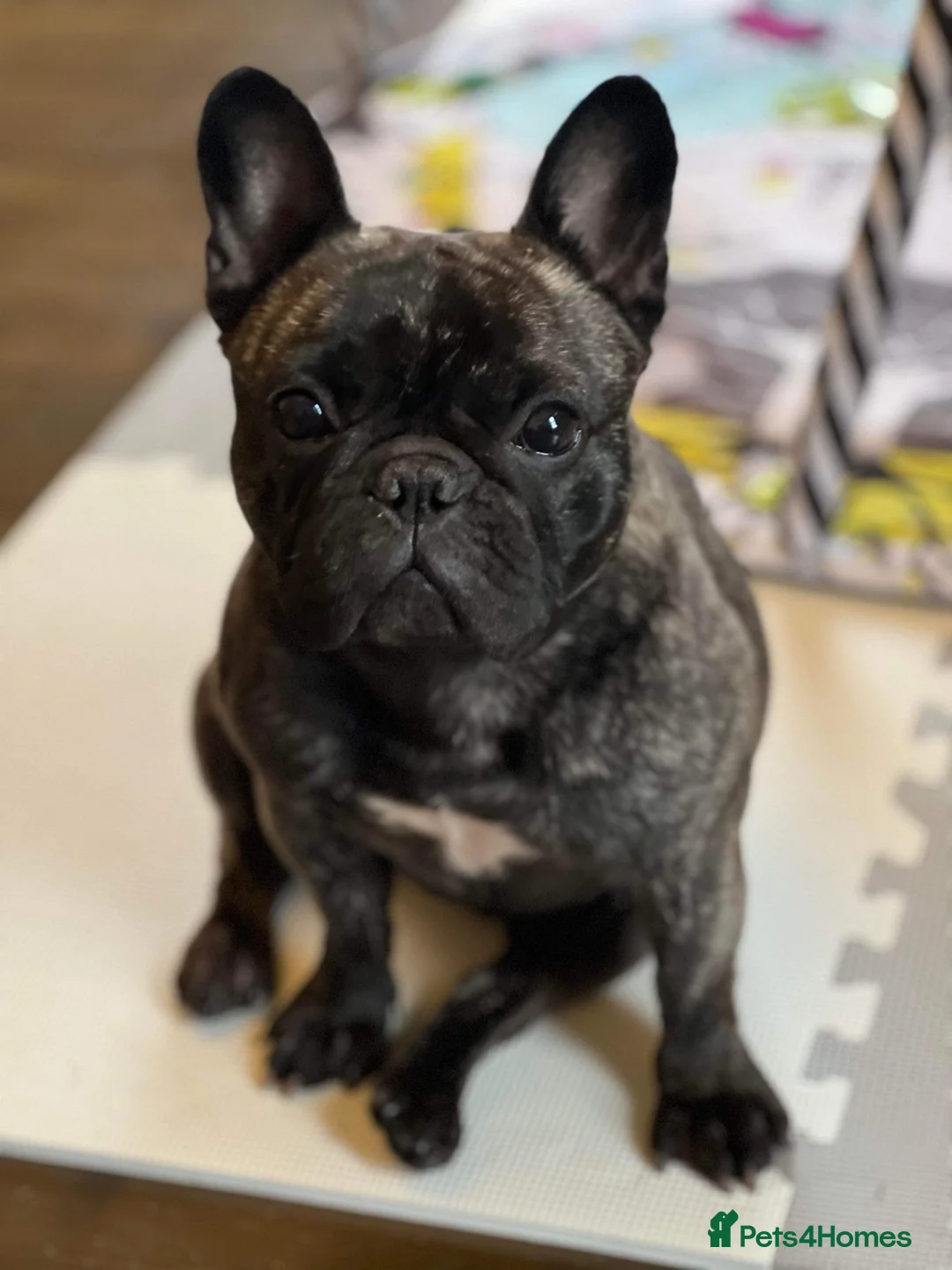 French Bulldog dogs for sale: French Bulldog Puppies - KC REG - Show Quality - Advert 1